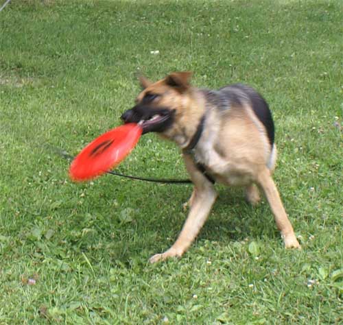 Kenya - Berger Allemand de lignée de Champion été 2010