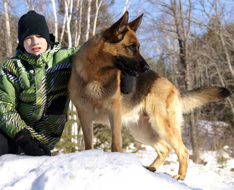 Kenya Hivers 2011 - Chiots Berger allemand a venir de Kenya