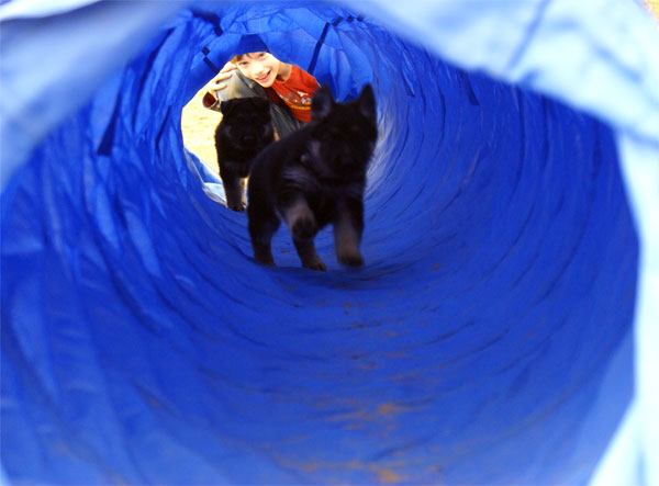 Chiots Berger Allemand 18 Avril 2010