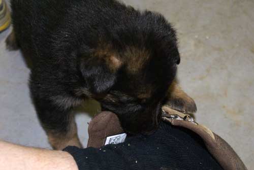 Chiots Lady 4 avril 2010 - 30 jours de vie elevage de berger allement