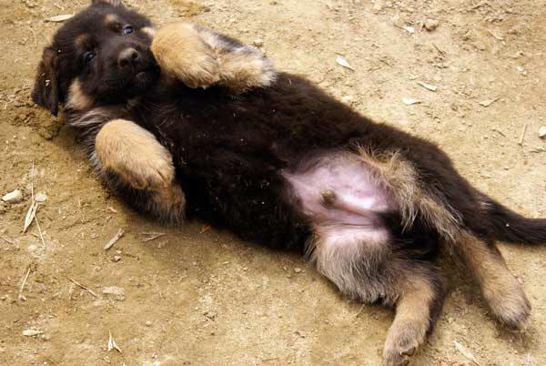 Chiots berger allemand15 Avril