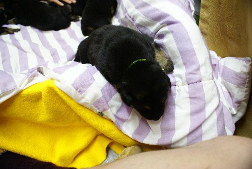 Lady2010-chiots berger allemand German shepherd quebec montreal gatineau