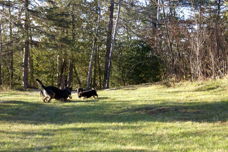 Chiots Femelle Berger allemand - Jessi, Staffel et Blue(qui est a vendre et encore disponible