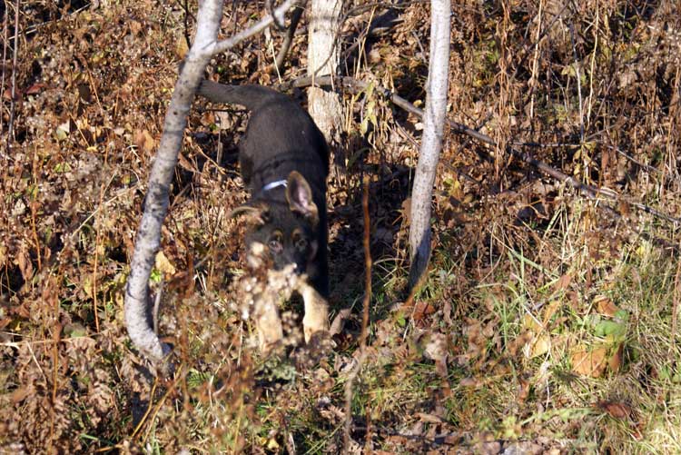 Chiots Femelle Berger allemand - Jessi, Staffel et Blue(qui est a vendre et encore disponible