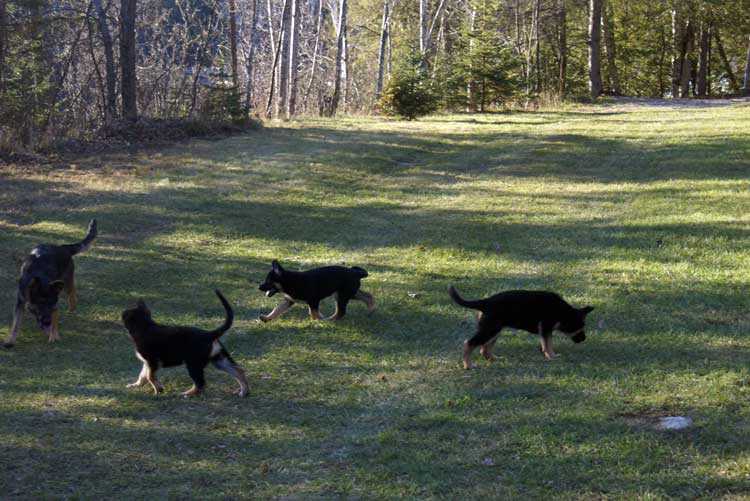 Chiots Femelle Berger allemand - Jessi, Staffel et Blue(qui est a vendre et encore disponible
