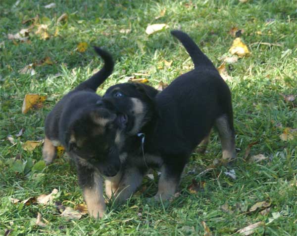 Chiot berger Allemand  blanc 16 et 17 Octobre 2010