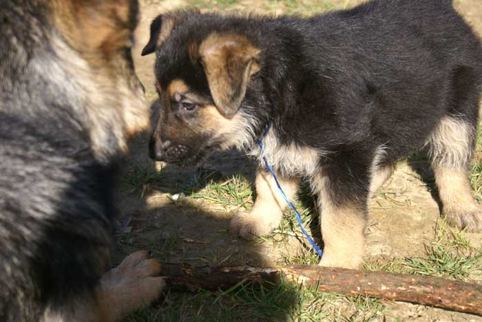 Chiot berger Allemand "Flic" 22 et 23 Octobre 2010