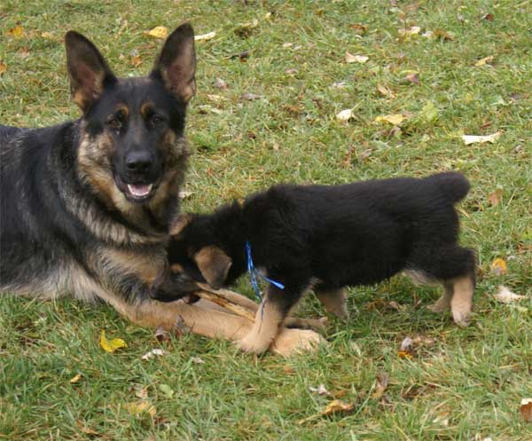 Chiot berger Allemand "Flic" 22 et 23 Octobre 2010