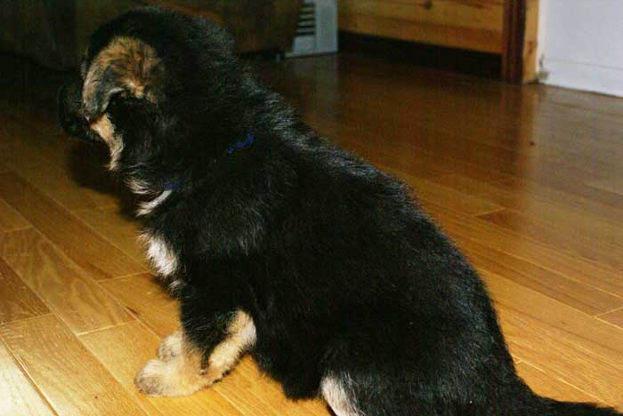 Chiot berger allemand - German shepherd