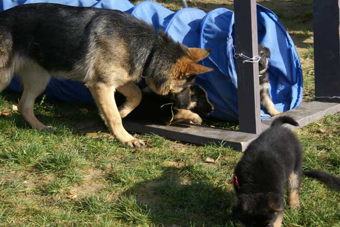 Chiots Berger Allemand - Eleveur de passion de lignées de Champion