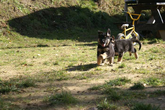 Chiots Berger Allemand - Eleveur de passion de lignées de Champion