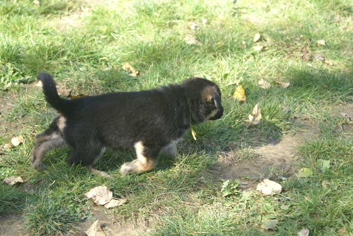 Chiot berger Allemand jaune 16 et 17 Octobre 2010