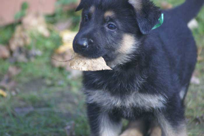 Chiot berger Allemand  Vert 16 et 17 Octobre 2010