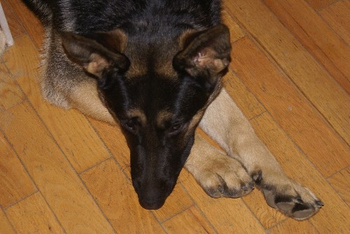 Lady - Berger Allemand Pure Race de grande lignee