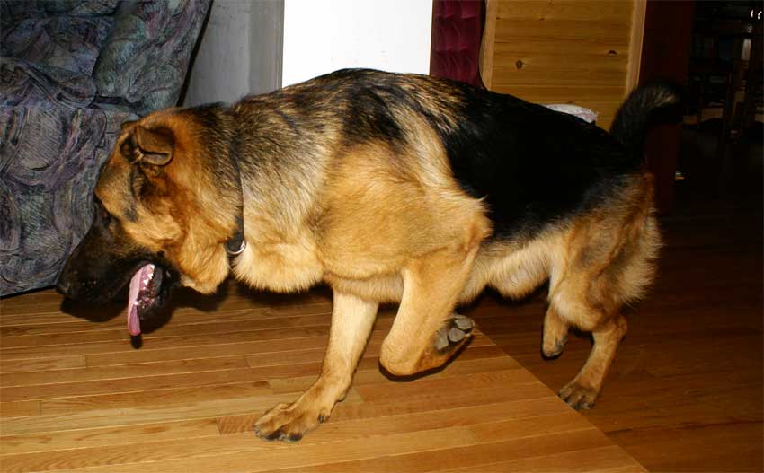 Vidal - Fils de Vegas du Haut Mansard double champion du monde 2008 et 2009