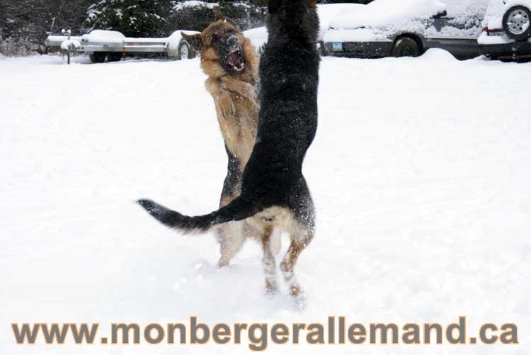 Nos Berger Allemand - 27 Novembre 2010 Première neige !