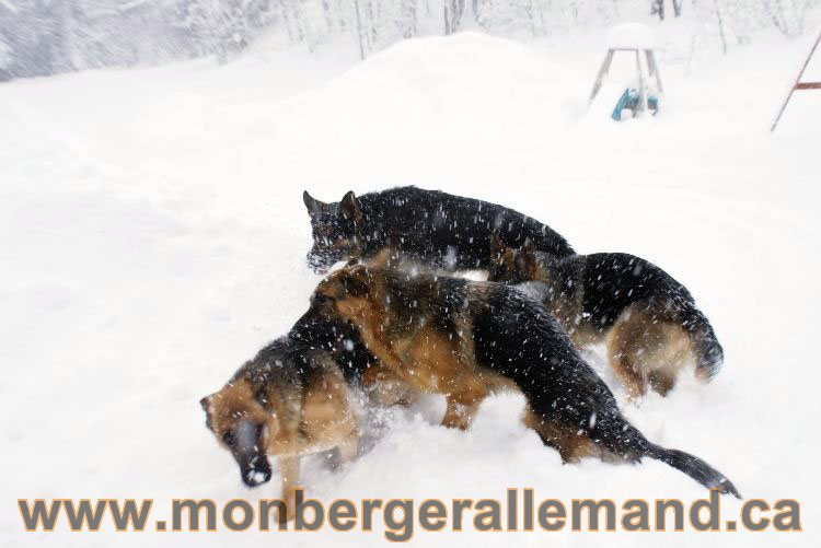 Nos Berger allemand - Mars 2011 Grosse tempete de neige