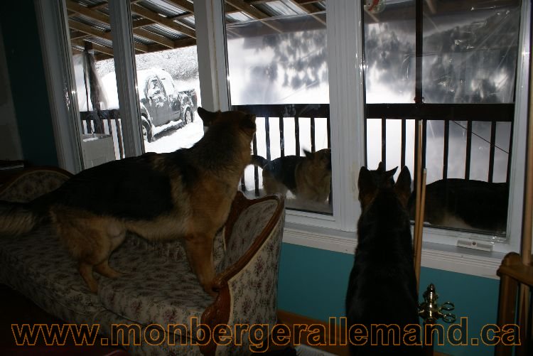 Nos berger allemand Mars 2011