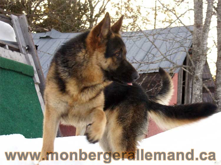 Chiots et chien berger allemand - 15 mars 2011