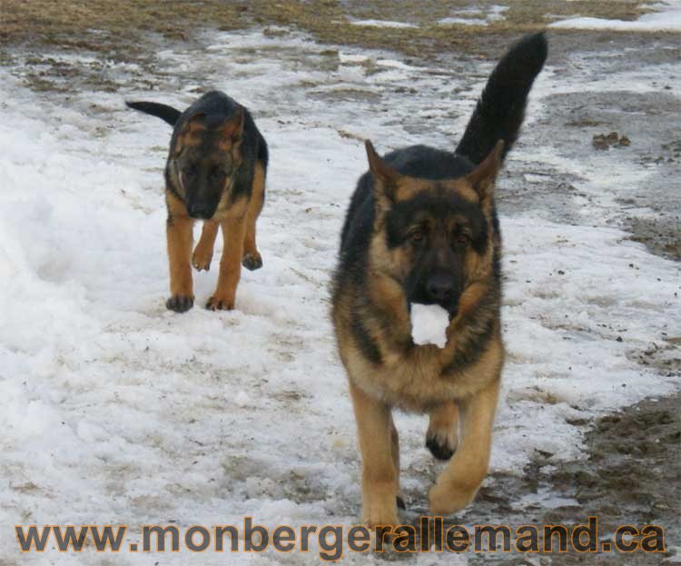 Chiots et chien berger allemand - 15 mars 2011