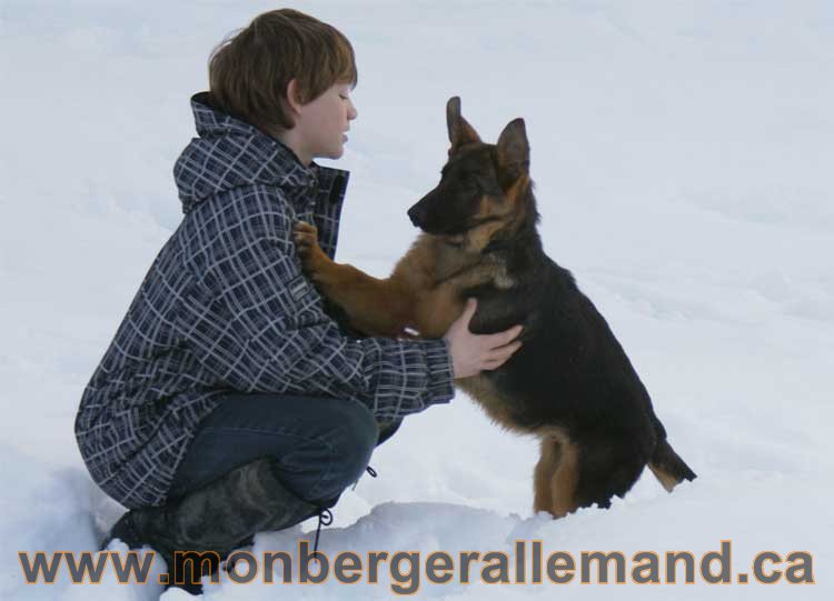 Chiots et chien berger allemand - 15 mars 2011