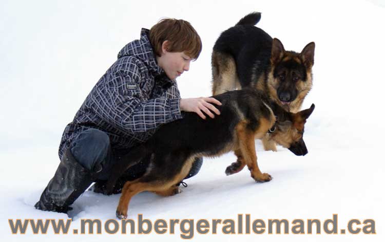 Chiots et chien berger allemand - 15 mars 2011