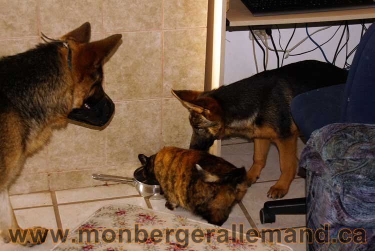 Chiots et chien berger allemand - 15 mars 2011