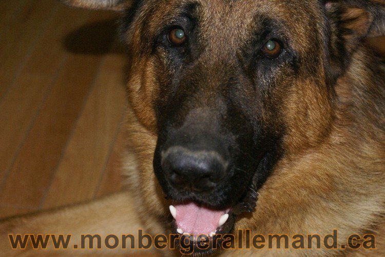 Vidal Juin 2011 - Berger Allemand de haute lignée