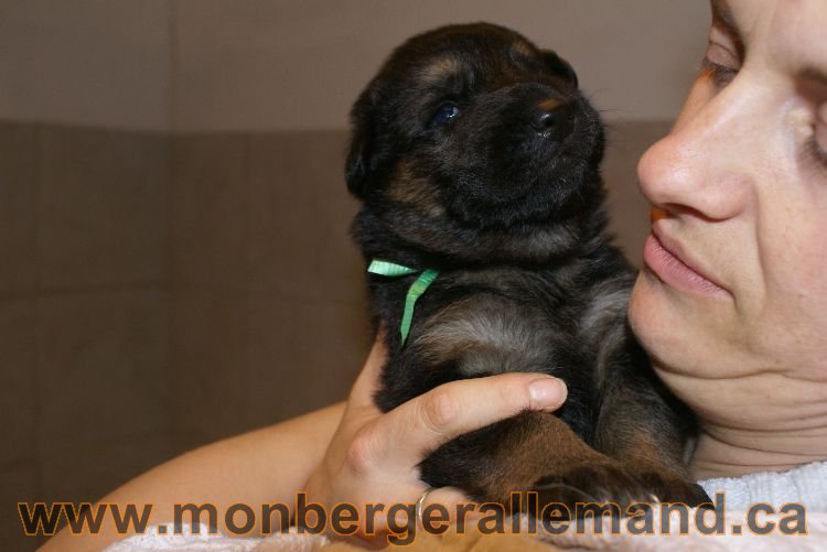 Chiots berger allemand a Lady