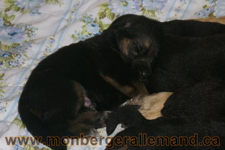 Chiota a Lady 21 jours de vie