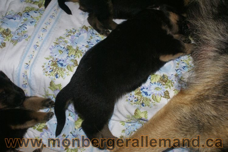 Chiota a Lady 21 jours de vie