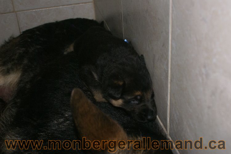 Chiota a Lady 21 jours de vie