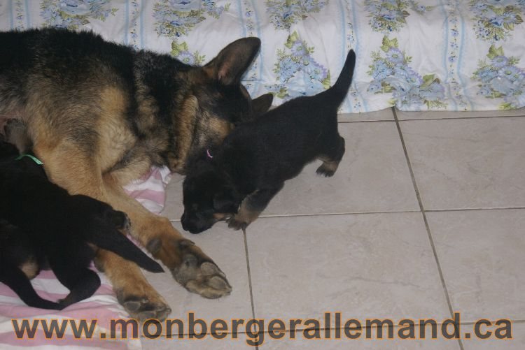 Chiota a Lady 21 jours de vie