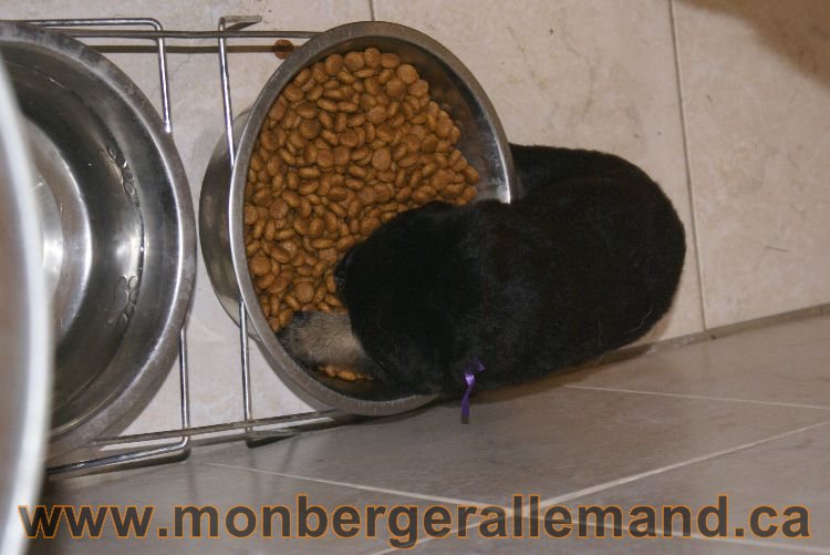 Chiota a Lady 21 jours de vie