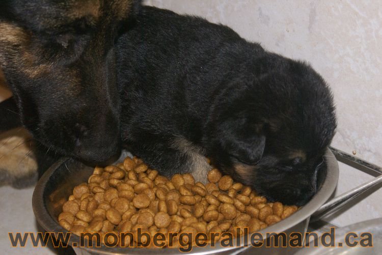 Chiota a Lady 21 jours de vie