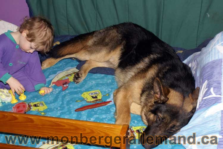 Berger allemand 2011 - OPutaouais, Laurentides, de Montreal a sherbrooke, de l'estrie a la monteregie Québec, Canada