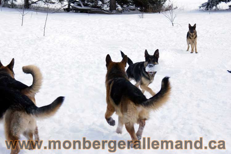 Berger allemand 2011 - OPutaouais, Laurentides, de Montreal a sherbrooke, de l'estrie a la monteregie Québec, Canada