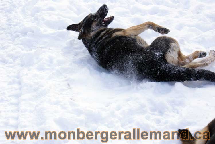 Berger allemand 2011 - OPutaouais, Laurentides, de Montreal a sherbrooke, de l'estrie a la monteregie Québec, Canada