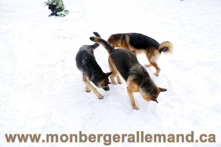 Berger allemand 2011 - OPutaouais, Laurentides, de Montreal a sherbrooke, de l'estrie a la monteregie Québec, Canada