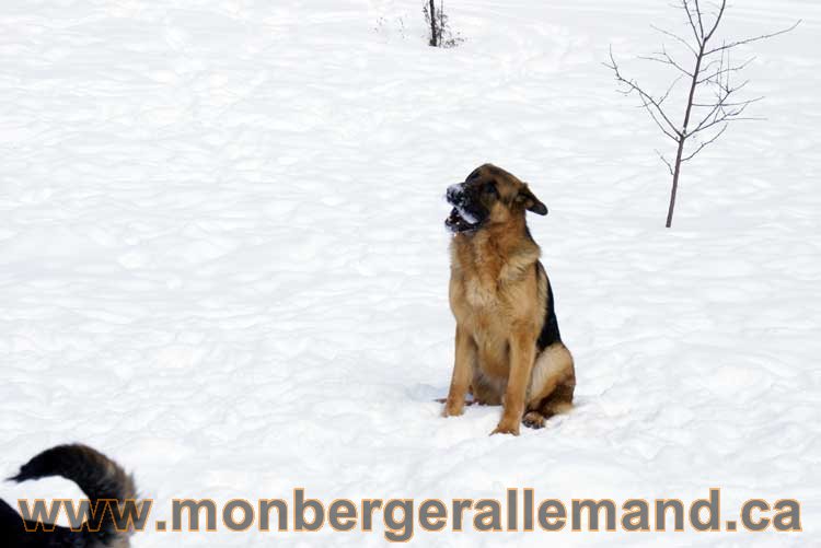 Berger allemand 2011 - OPutaouais, Laurentides, de Montreal a sherbrooke, de l'estrie a la monteregie Québec, Canada