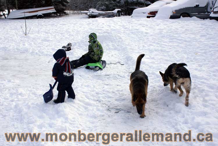 Berger allemand 2011 - OPutaouais, Laurentides, de Montreal a sherbrooke, de l'estrie a la monteregie Québec, Canada