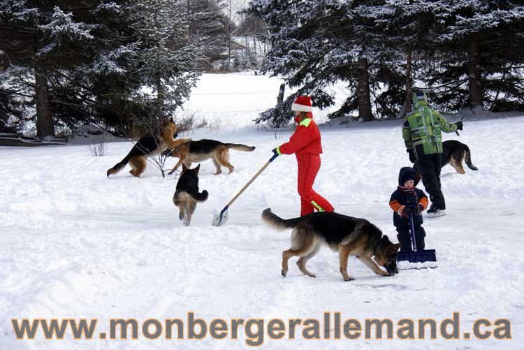 Berger allemand 2011 - OPutaouais, Laurentides, de Montreal a sherbrooke, de l'estrie a la monteregie Québec, Canada