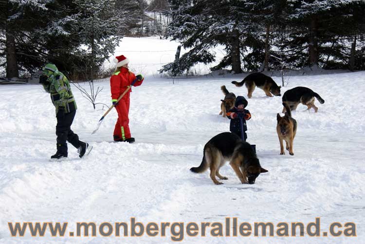 Berger allemand 2011 - OPutaouais, Laurentides, de Montreal a sherbrooke, de l'estrie a la monteregie Québec, Canada