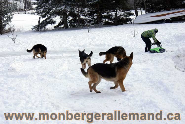 Berger allemand 2011 - OPutaouais, Laurentides, de Montreal a sherbrooke, de l'estrie a la monteregie Québec, Canada