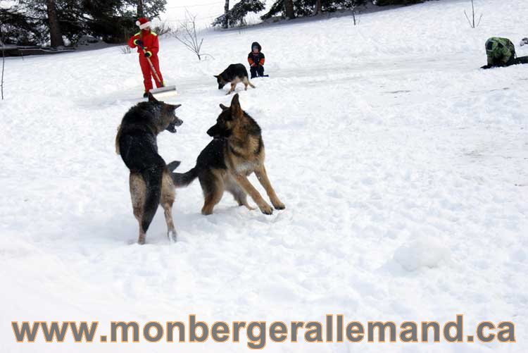 Berger allemand 2011 - OPutaouais, Laurentides, de Montreal a sherbrooke, de l'estrie a la monteregie Québec, Canada