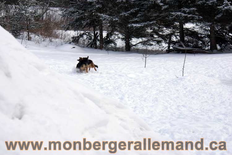 Berger allemand 2011 - OPutaouais, Laurentides, de Montreal a sherbrooke, de l'estrie a la monteregie Québec, Canada