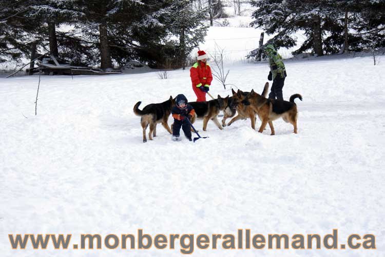 Berger allemand 2011 - OPutaouais, Laurentides, de Montreal a sherbrooke, de l'estrie a la monteregie Québec, Canada