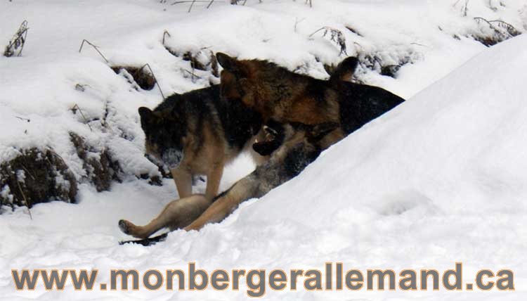 Chiots Berger Allemand a vendre regulierement - Québec, Canada , Montreal , gatineau sherbrooke, mirabel, lanaudière, laurentides, estrie et plus.
