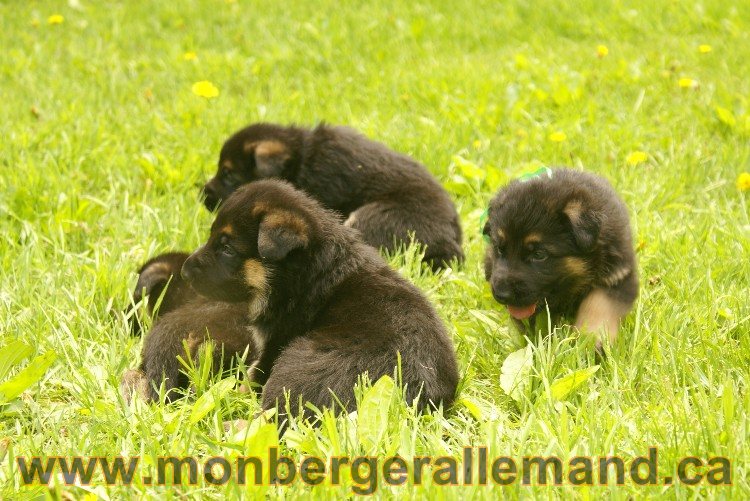 Première sortie des Chiots a Lady - German Shephered Berger allemand - 29 mai 2011