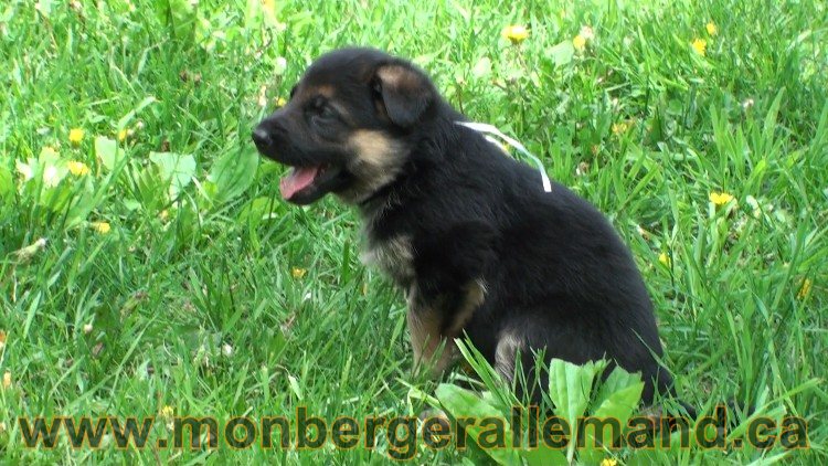 Blanche neige Femelle Berger Allemand